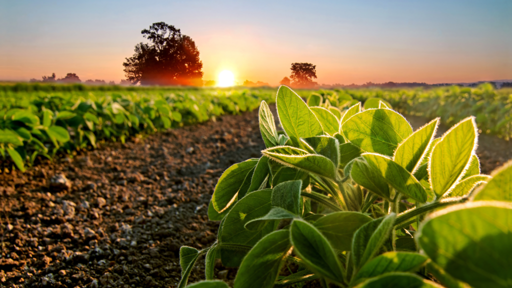 Livestock Feed Diversification