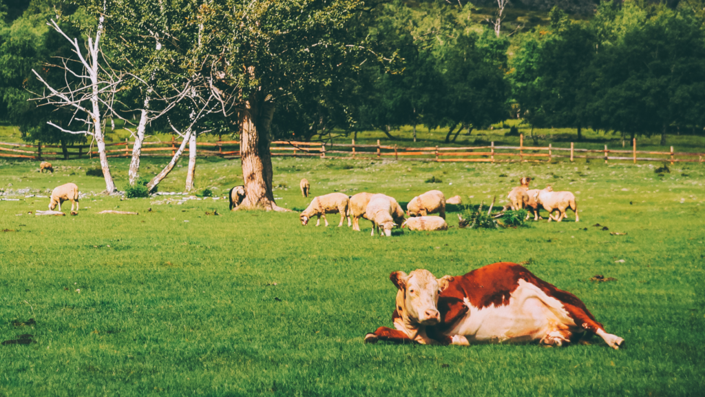Livestock Feed Diversification