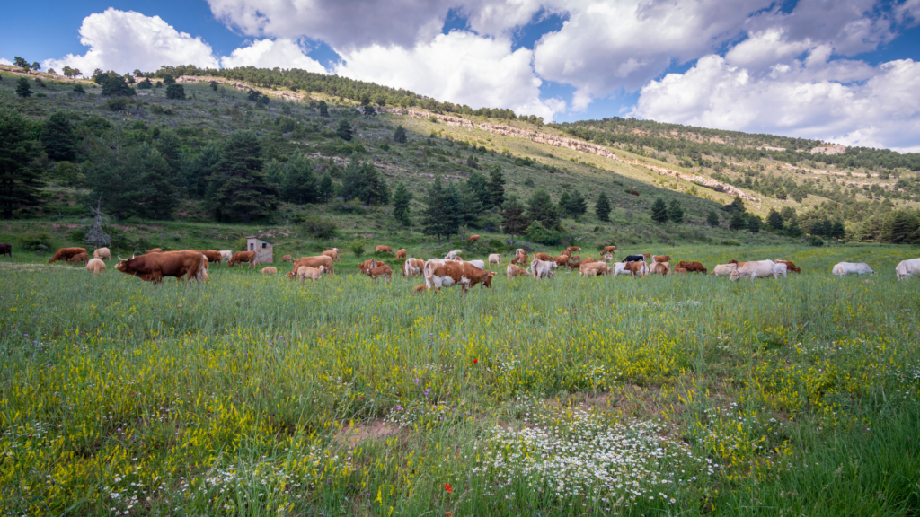 Livestock Feed Diversification