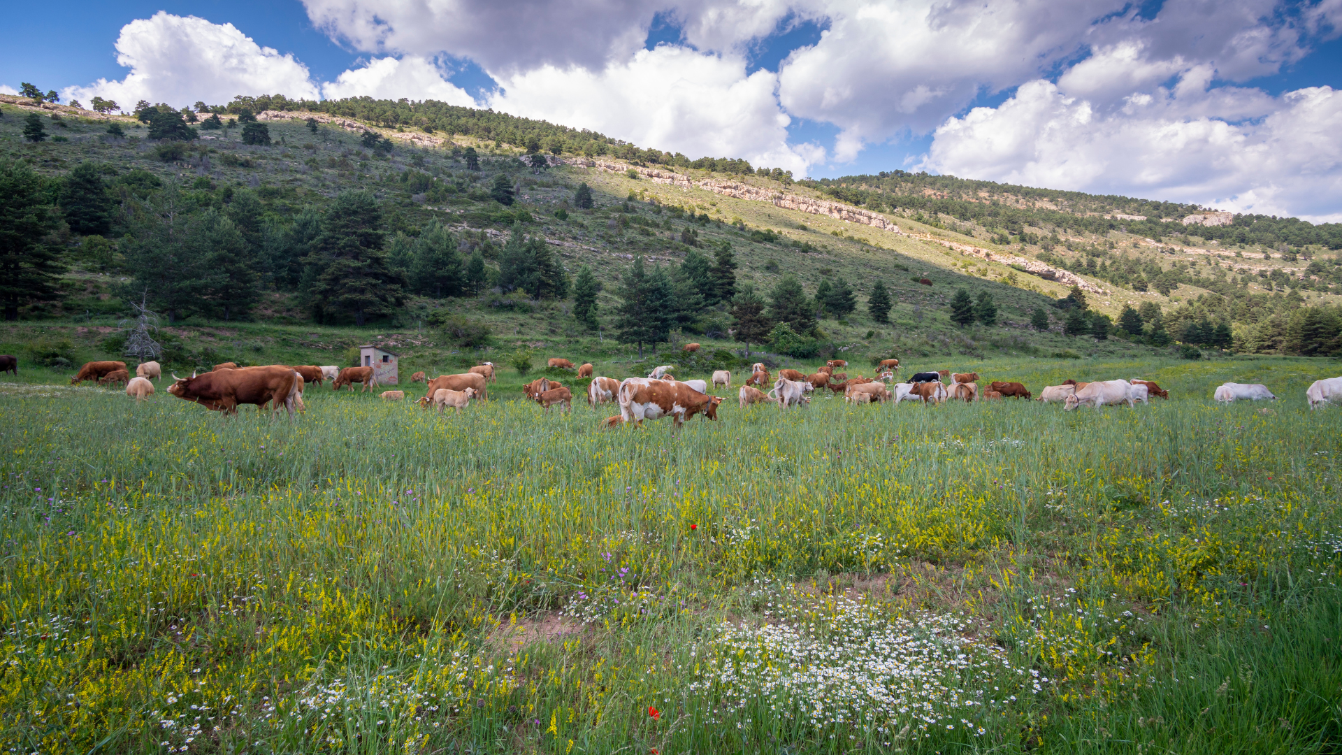 Livestock Feed Diversification